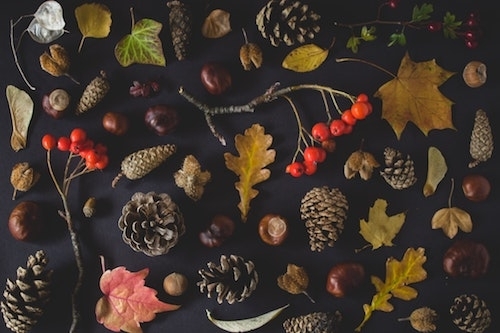 Autumn leaves flowers berries branches and pinecones