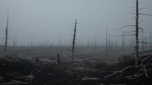 A colorless, deforested and bleak landscape in a heav mist. It appears to be the aftermath of a fire, with charred tree trunks and barren ground.
