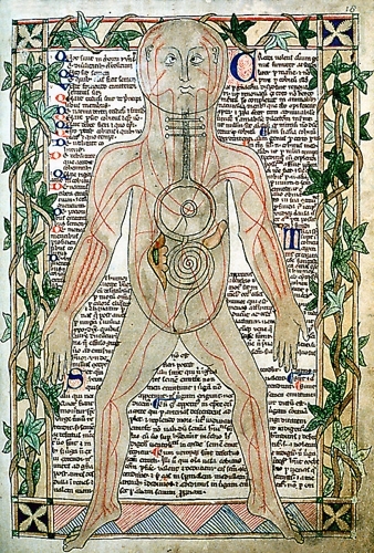 13th century anatomical illustration