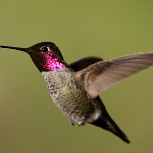 photo of a hummingbird with green-gray-brown body and iridescent magenta head