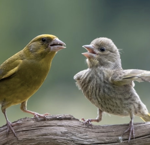 Cropped photograph of birds arguing by Jacek Stankiewicz