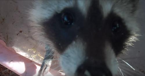 up close shot of raccoon face just before it steals camera from girl