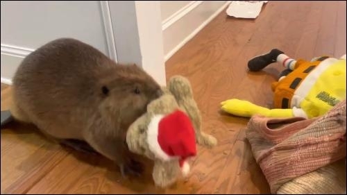 screen capture of a young beaver on the wooden floor of a house carrying a stuffed toy with a santa hat to a pile of other stacked items