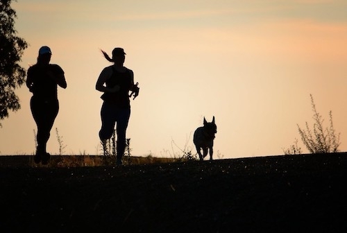 Silhouette image of two people with a dog jogging in the early evening