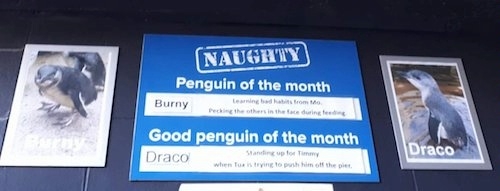 Penguins at NANZ image