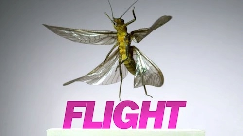 image of a stonefly in slow motion flight with the word Flight underneath