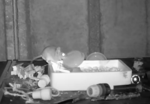 Screenshot from the video of the mouse tidying up a shed