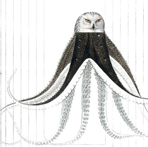 black and white vintage wood block illustration of a blended octopus body with white owl head