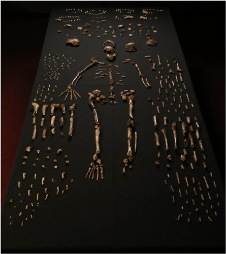 Homo naledi skeletal specimens from the Dinaledi Chamber, South Africa
