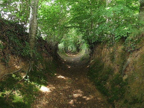 Photo of a green, leafy, narrow, tunnel-like sunken road with high banks of reddish earth, roots, and moss