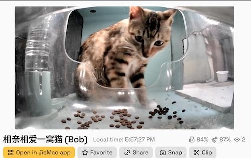 screen capture of a video stream showing a cute tiger-striped cat peering into the feeder at the remaining kibble
