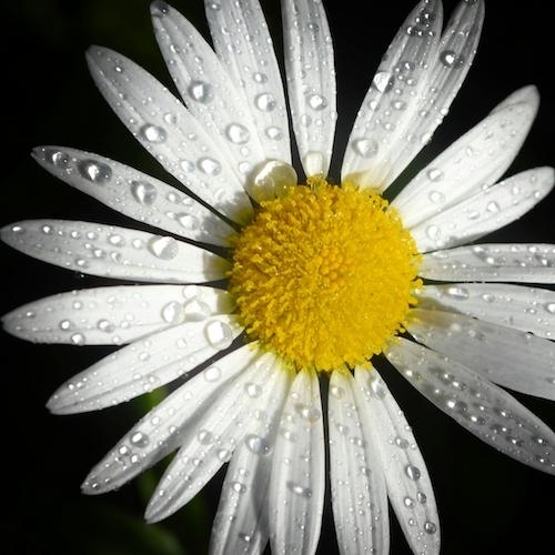 close-up color photo of a fresh, dewy daisy against a black background
