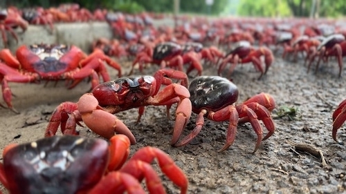 image showing a grounds-eye view of a road overrrun by Red Crabs