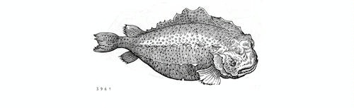 A black-and-white, detailed illustration of a fish. The fish has a rounded, stocky body covered with textured patterns resembling scales and bumps. Its head is large with a prominent, somewhat grumpy expression, and it has short fins.