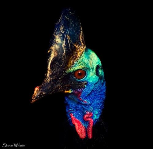 close-up of the the head and neck of a brightly colored Cassowary against a black background