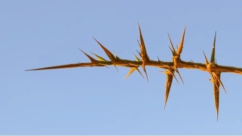 Against a blue sky background a wickedly thorny light brown branch or stem