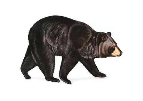 clip art of a bear