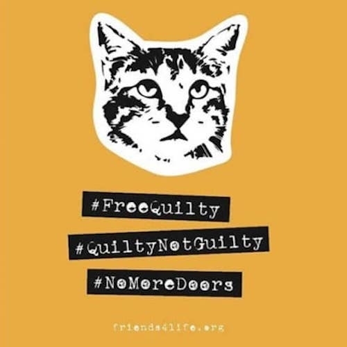 Poster with image of cat face and FreeQuilty QuiltyNotGuilty and NoMoreDoors text