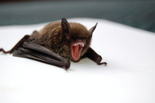 photo of a bat with a scary expression on a flat surface