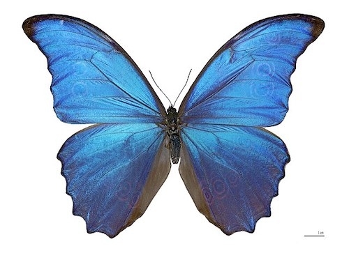 photo of a blue butterfly on white background: Dorsal view of male butterfly which was captured in Peru and is stored in Muséum de Toulouse