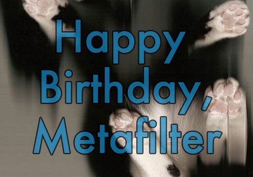 Yorvit the cat, celebrating Metafilter's birthday in the traditional fashion