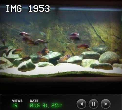 screen shot of video showing an aquarium with several fish swimming among rocks and sand. The image has a timestamp 'IMG 1953' at the top left corner. At the bottom, there is a display showing 'VIEWS 15' and 'DATE AUG 31, 2011' with play and pause buttons.