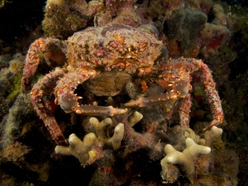photo of caribbean king crab