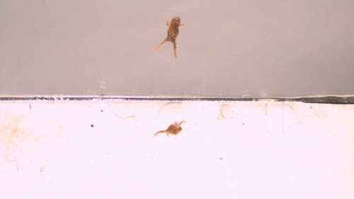 screen shot of tiny toad jumping