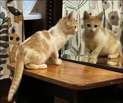 photo of a cute white and orange kitten sitting a polished wood table or vanity and  looking into a mirror