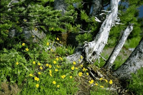 photo of vibrant yellow flowers and lush new greenery growing up alongside old blasted dead grey tree trunks