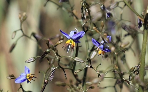 photo of an outdoors plant with slender leaves and attractive, delicate purple and yellow blossoms