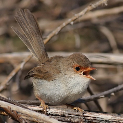 A small pale brown bird with a gaping orange beak, on twig-like foliage