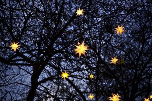 An evening scene of glowing star-shaped lights hanging among bare tree branches, set against a dusky blue sky