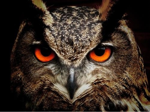 close-up photo of owl with orange glowing eyes