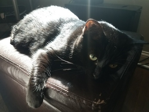 photo of Vatnesines indeed hella shiny black cat lying on a cushion with sunlight shining on her