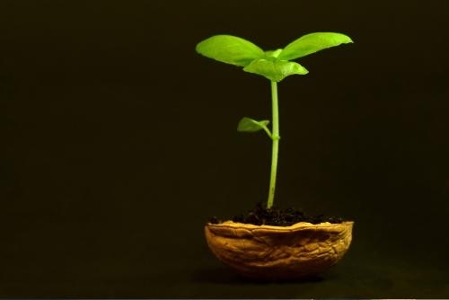 against a black background a photo image of a small bright green seedling growing up out of a small organic shell-like container with dark brown rich soil