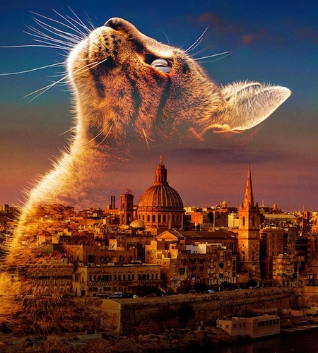 a large, semi-transparent cat superimposed over a cityscape at sunset. The cat's face is in profile, with its head tilted upward as if gazing at the sky. Its fur is illuminated with warm tones that blend with the rich colors of the sunset. The city below features historic buildings, including a prominent domed structure and a tall spire, bathed in golden light. 