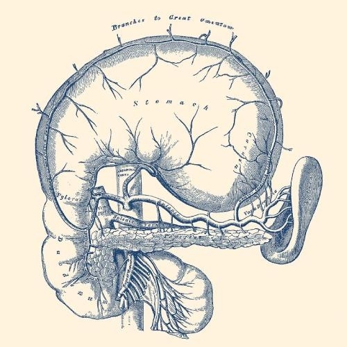 Simple vintage anatomical illustration of the human stomach and surrounding organs